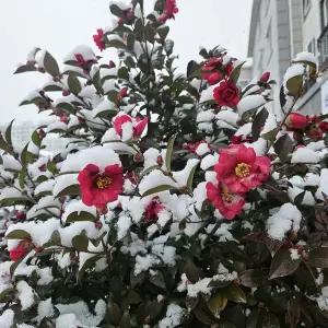 꽃나무_애기동백 나무_분묘_산다화_개화주_향기꽃나무