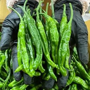 안 매운 꽈리고추 특A급 300g, 500g