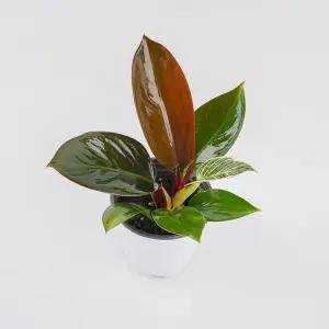 갑조네 레드콩고 소품