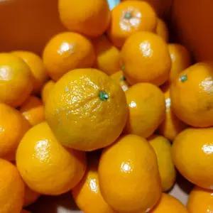 [하루담음] 고당도 제주 조생 노지감귤 대과(2L) 10kg