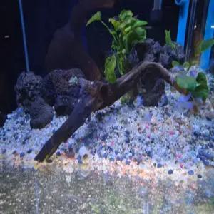 골든볼,블루네온 라미네지