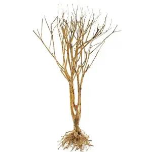 물고기 뿌리 활착 어항 용품 가지 유목 이끼 성형 꾸미기 어항유목 천연 수