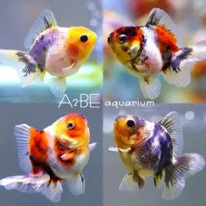 [에이투비]프림 베이비 로즈테일 오란다 / 7cm 전후 / 1마리 / 칼리코계열 색상 랜덤 / 암수랜덤