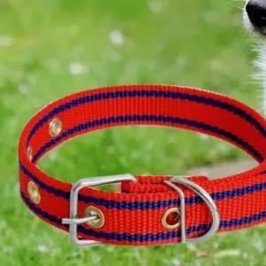 애완견 중형견 개목걸이 라인 중 개줄 목줄 산책줄 유니크한 스타일