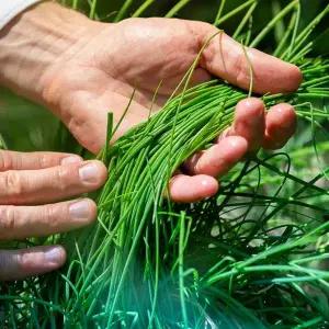 국내산 정구지 부추 4kg