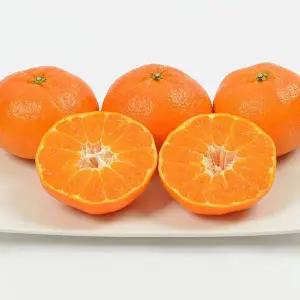 갤러리아 제주 고당도 가정용 레드향 못난이 10kg 혼합과