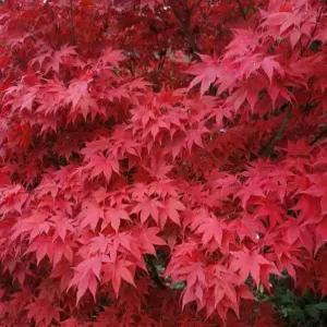 홍단풍 나무 씨앗 10립 정원·조경용 단풍나무 (FC)