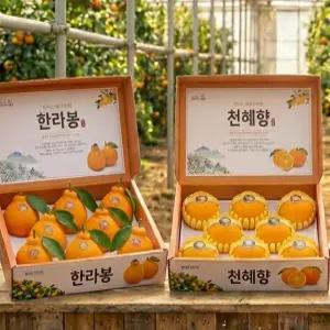 {설명절 큰행사} 제주 특품 한라봉, 레드향, 천혜향 ,선물세트 (비파괴당도선별)15브릭스이상(3kg대과한라봉13~15)