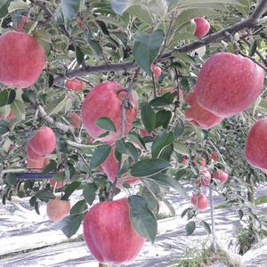 문경 약돌 고랭지 명품 꿀사과 달콤 아삭 부사 사과 10kg