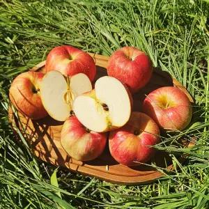 경북 꿀사과 가정용 중대과 3kg(12-14과 내외) 영천 무주 고당도 맛있는 가정용 한박스