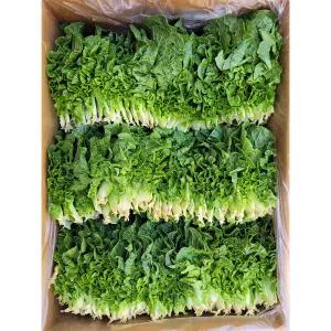 야채이야기 싱싱한 국내산 쌈배추 1kg (0.9kg ~ 1kg) 쌈추 미니배추