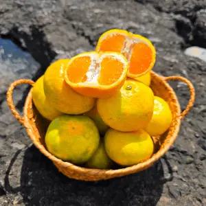 제주 조생 노지 감귤 9kg 중대과