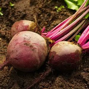 국내산 레드비트 실속형 혼합과 10kg