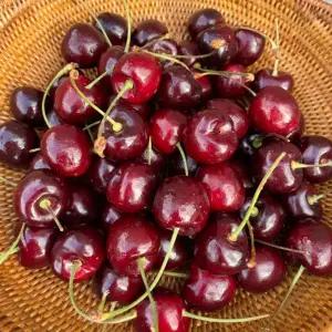 [흙이음] 칠레산 생 체리 9.5R (특대)