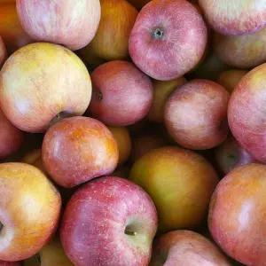 경북 포항 재배 국내산 가정용흠과 사과 10kg(랜덤과)