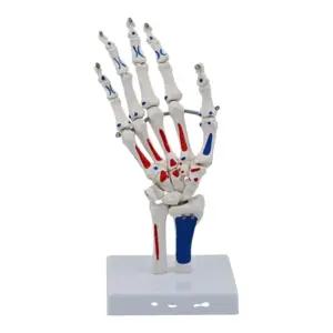 손가락 구부러지는 인체 해부 손 뼈 모형 PVC 재질