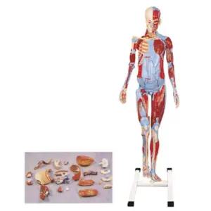 인체구조 18등분 탈부착 전신근육 인체모형 34x24x150cm 실험놀이 의학교구