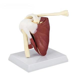 1:1 인간 해골 어깨 부위쇄골 쇄골 근육 모델 관절 기능 연골 의료 교육 보조 도구