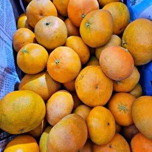 못난이 레드향 3kg 5kg 10kg 흠과 벌크 혼합