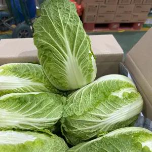 쌈배추 상 4kg 알배기 알배추 실속형 겉절이 김치