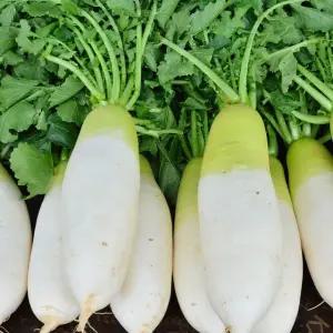 [LMS] 달달한 제철 제주 세척 월동무 10kg