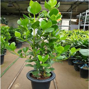 크루시아(대품) 생명력 강하고 공기정화식물이에요