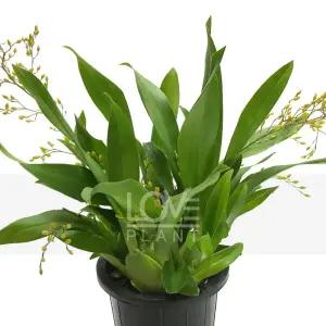 환타지아난(노란색꽃) 온시디움 초콜렛 향기 난 키우기 서양난 난초 꽃 화분