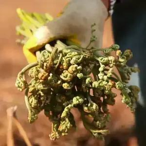 자연닮음 국산 지리산 햇 건 고사리나물 200g 자연산 말린 고사리