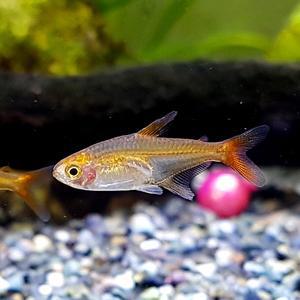 [신세계수족관] 엠버테트라 2cm급 4마리