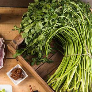 진구농장 열심히 키워 입맛 돋우는 향긋한 세척 미나리 1kg/2kg