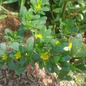 쇠비름씨앗 1,000립