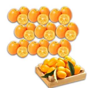 제주 금귤 낑깡 대사이즈 1kg 금귤정과 청 귤