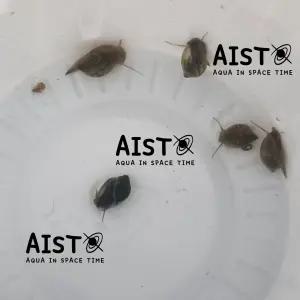 물달팽이(인디언복어 생먹이) 5마리