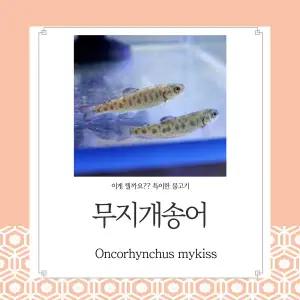 무지개송어 치어 1마리 민물고기 방생 송어 3배체 연못 어항 수족관 생먹이자루