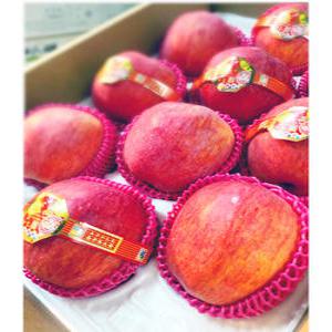 사과 선물세트 중대과 5kg 명절  과일선물세트