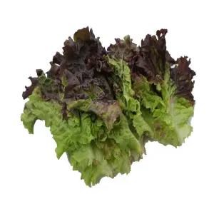 야채이야기 싱싱한 국내산 꽃상추 1kg 적상추