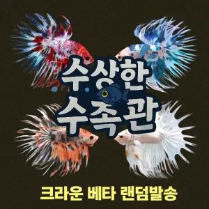 [수상한수족관] [하프문베타 ] 크라운 수컷 베타 / 1마리 / 랜덤발송