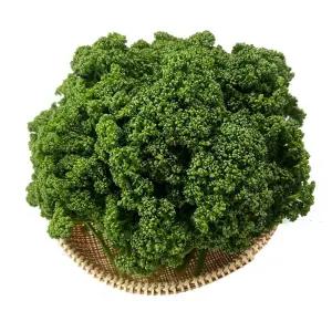 야채이야기 싱싱한 국내산 생 파슬리 1kg (0.9kg ~ 1kg) 박스 파세리