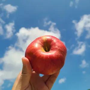 경북 제철 못난이 흠집 기스 부사 꿀 사과 착즙용 쥬스 주스용 한입 사이즈 혼합 10Kg