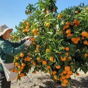 [최대15brix] 과즙진한 프리미엄 고당도 제주감귤 당도선별 제주오름귤