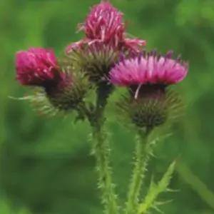 국내산 품종 100립 산채 씨앗 엉겅퀴 재래 종자 작물