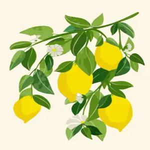 [하모니아트]DIY 유화그리기 그림그리기 세트 유화페인팅 40x50 레몬 나무