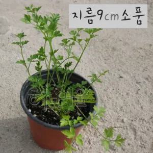 이탈리안파슬리 식용허브 향파슬리 지름 9cm 소품화분