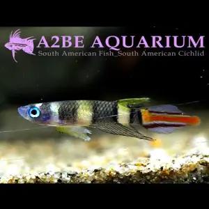 [에이투비][묶음 할인 ] 크라운 킬리피쉬 / 1cm 전후 / 5마리