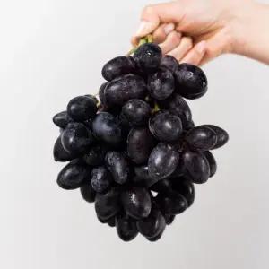 블랙 스윗페이버 포도 1kg내외(1팩) 짙은 검은빛에 달콤함을 담은 씨없는 블랙포도