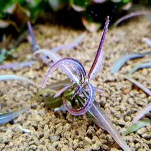 레드 샤프리프 하이그로필라(1뿌리) 전경수초 어항수초 유경수초 구피 새우 은신처