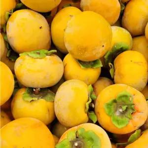 [하루담음] 못난이 가정용 흠과 햇 단감 10kg