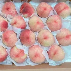 복숭아(경봉) 4년생 결실주 1주