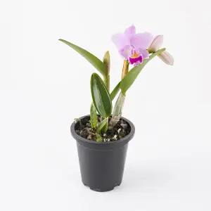 갑조네 카틀레야 카틀레아 서양란