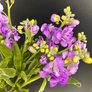 스토크 스톡 생화꽃다발 꽃다발 선물 생화택배 고요히꽃